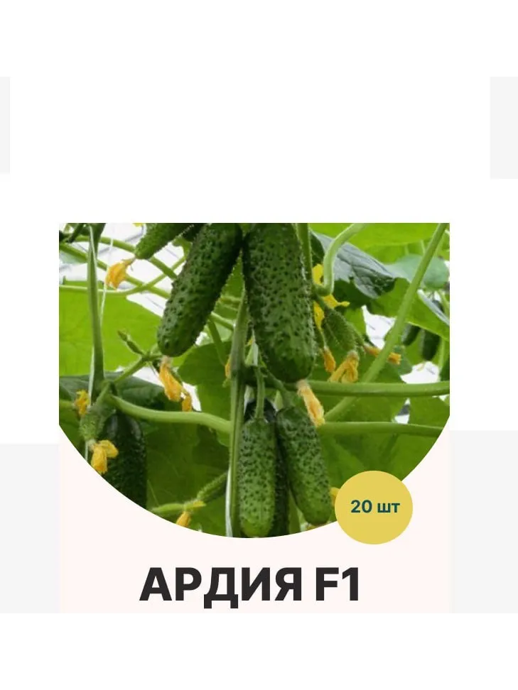 Bejo огурец Ардия F1