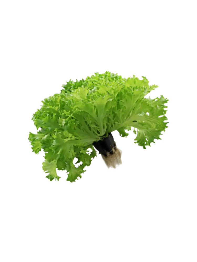 САЛАТ MR GREEN ФРИЗЕ ЗЕЛЕНЫЙ