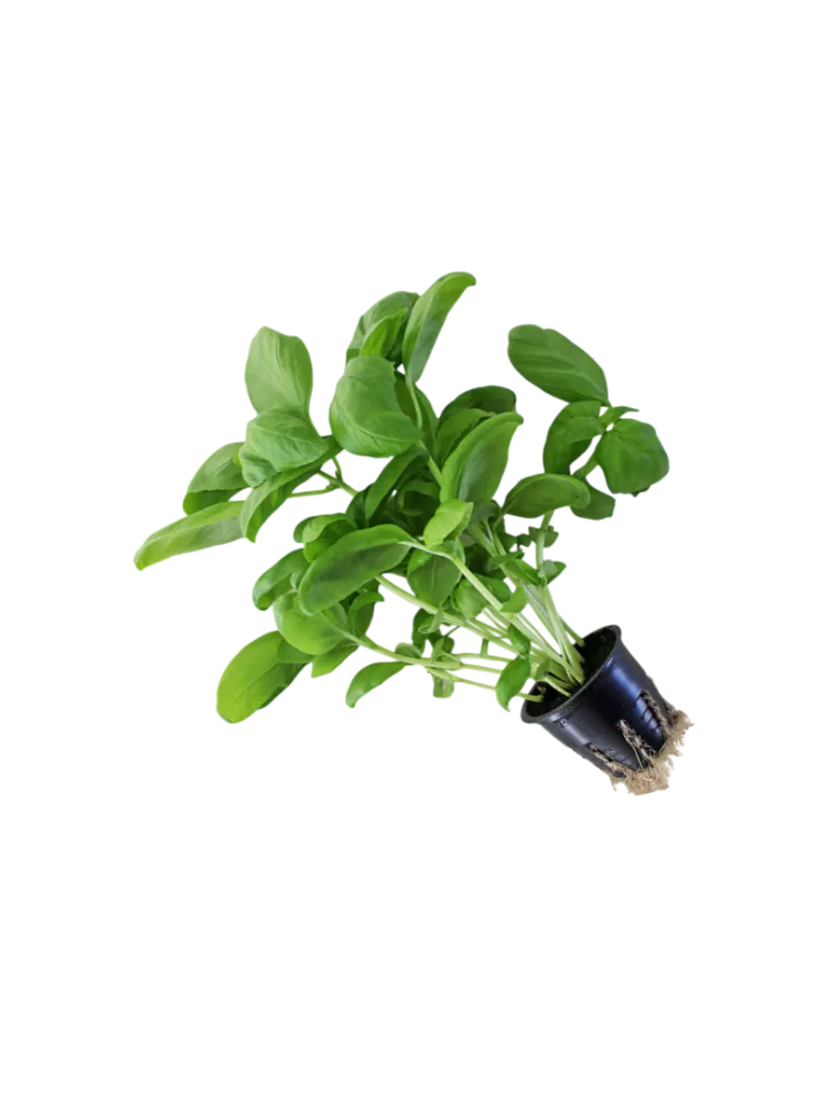 ЗЕЛЕНЬ MR GREEN БАЗИЛИК ЗЕЛЕНЫЙ