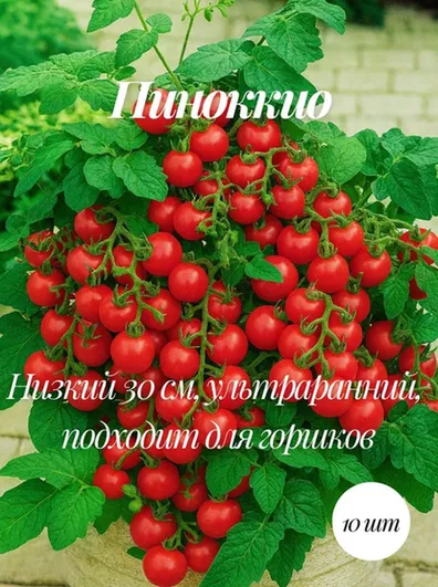 Mevsim томат Коллекционные семена томата Пиноккио